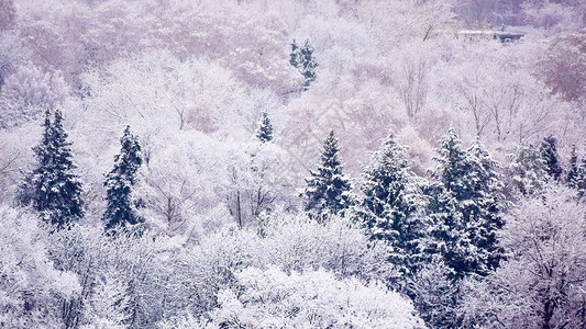 冬天初第一次降雪之后的公园 冬季初季节场景白色森林蓝色树木天气天空背景