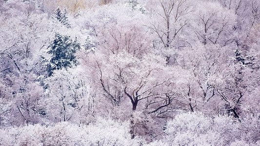 冬天初第一次降雪之后的公园 冬季初天气白色天空树木季节场景森林蓝色背景