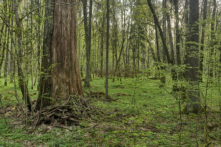 波兰原比亚洛维扎森林的美丽景色保护地点抛光树木叶子濒危环境荒野季节植物背景图片