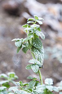 白霜初寒白霜覆盖的薄荷叶 初霜在绿叶上结出浅层冰晶 壤土背景背景