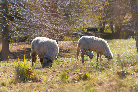 阿根廷科尔多瓦山的牧羊绵羊自由草地天空乡村环境农民爬坡道家畜农业牧场背景图片