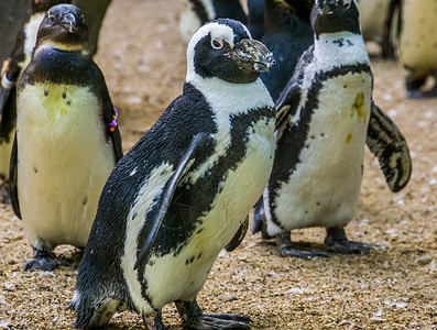 渴望飞行的企鹅一只黑足企鹅在其殖民地行走的近距离肖像 无飞行鸟从非洲飞来 濒危动物物种背景