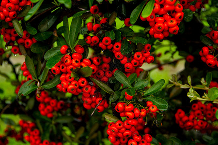 秋天用雨滴灌红莓的装饰性灌木分支机构植物群白色植物绿色红色食物水果荒野浆果背景图片