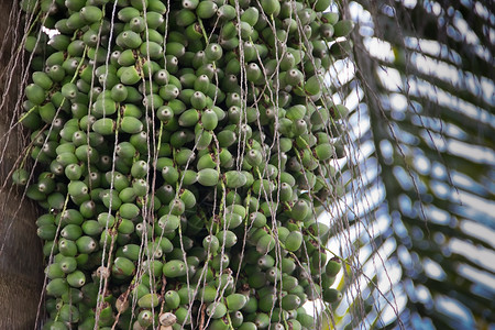 椰枣树生长分支机构高清图片