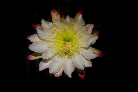 仙人掌天蝎的白花在夜晚盛开宏观异国植物群昙花女王绿色花朵情调插图拉丁背景图片