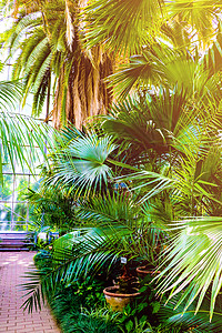 棕榈叶绿色背景 自然 花园热带高清图片