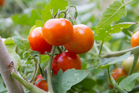 有机花园里种植番茄的种植生产园艺温室农业收成红色蔬菜食物植物绿色背景图片