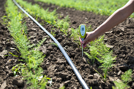 Fennele种植园 用数字设备测量土壤内装物园艺植物农场场地食物农田培育绿色花园草本植物背景