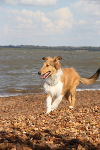 在海滩上的小小狗小羊圈 友善的宠物牧羊犬白色棕色动物绿色乐趣背景图片