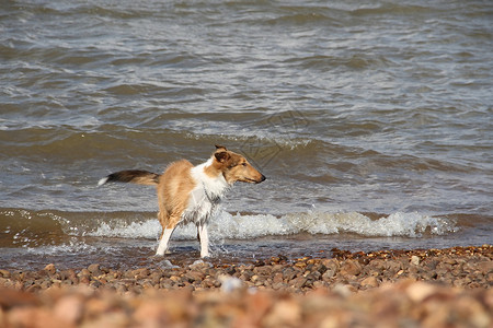 在海滩上的小小狗小羊圈 友善的宠物动物绿色乐趣棕色牧羊犬白色背景图片