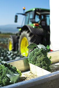 使用拖拉机和传送器在农场收获花椰子场地收成机器技术生产植物绿色蔬菜包装加工背景