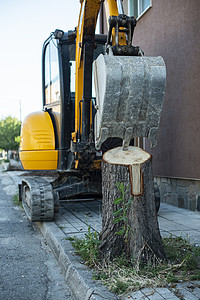 扎根的挖土机在街上扎根一棵树背景