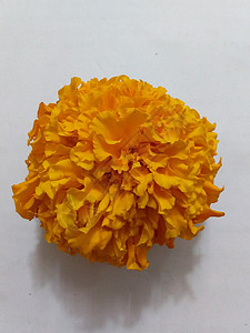 橙色花朵美食黄色季节背景图片