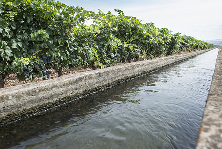 养殖场和灌溉运河水果农业树叶灌溉水闸乡村自来水绿色土壤技术背景图片