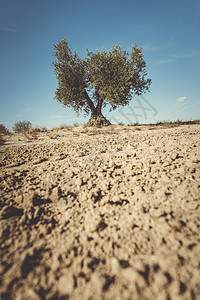 一棵橄榄树蓝色植物天空晴天旅行孤独岩石农业土壤生长背景图片