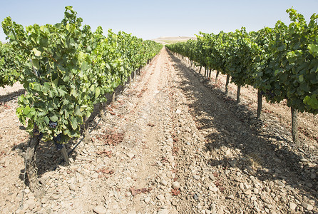 红葡萄酒蓝色叶子农业红色葡萄园场地栽培水果生长乡村背景图片