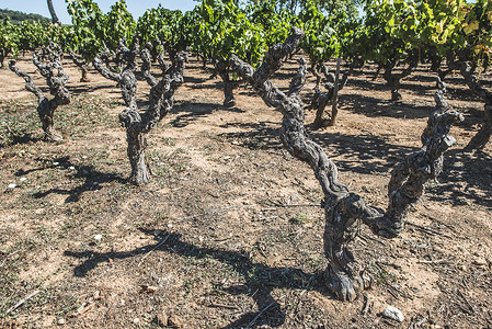 手绘葡萄树枯萎的红葡萄酒厂种植园农场收成花园葡萄园厄运植物葡萄叶子背景