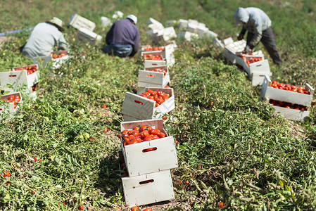 在箱中挑拣西红柿植物生长食物农业工人农民盒子采摘花园生产背景