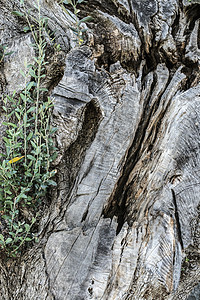 旧橄榄树旅行叶子树梢绿色脆皮树干农业天篷圣经历史高清图片