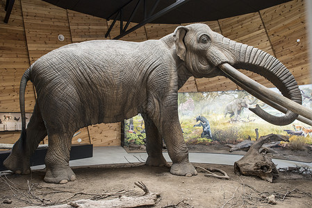 马斯托登模型荒野长毛树干灭绝博物馆古生物学哺乳动物獠牙动物化石背景图片
