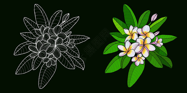 巴厘岛库塔一套手绘异国情调的热带花卉轮廓万科设计图片