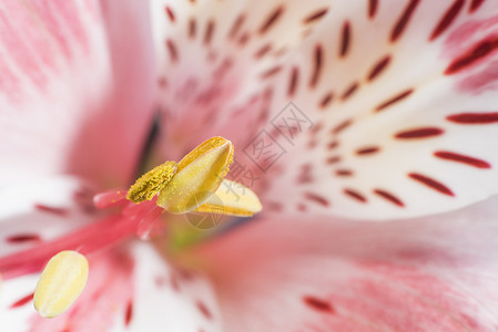 粉色白色百合美丽的花瓣高清图片