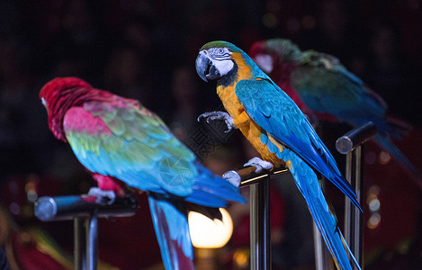 金刚坐马戏团中的鹦鹉热带野生动物蓝色娱乐展示荒野金刚鹦鹉动物园生活红色背景