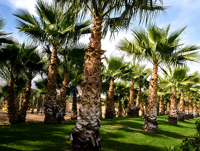 棕榈胡同和绿色修剪过的草坪埃及沙姆沙伊赫背景图片