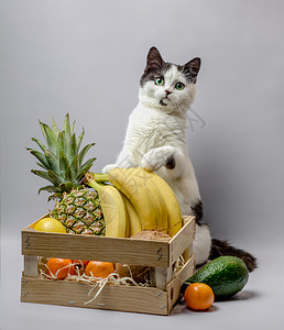 菠萝香蕉有黑白毛皮的小猫 绿眼睛有高光度的小猫背景
