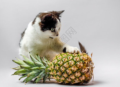 黑白色的猫可爱的成熟的菠萝高清图片
