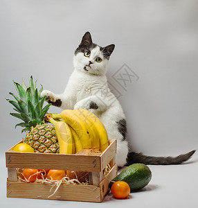 异国情调的猫小小猫有黑白毛皮和绿眼睛 异国水果菠萝香蕉椰子鳄梨和橙色柠檬情调橘子前提小猫拳击责备宠物包装橙子背景