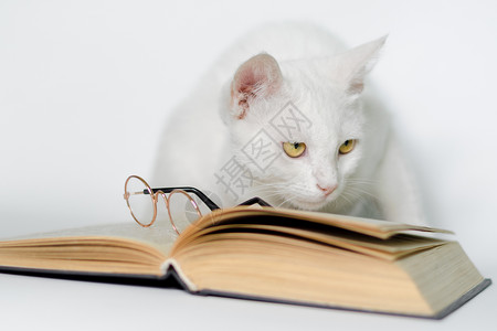 白猫带着眼镜 还有一本关于干净背景的书白色教育知识黄色阅读页数宠物图书馆毛皮公主背景图片