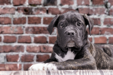 砖墙壁背景上的黑小狗 关上主题纯种狗宠物肖像甘蔗一只狗毛皮石头动物狗头背景图片