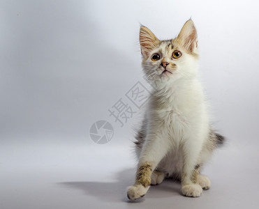 白黄眼斑斑小猫坐在浅色背景上背景图片