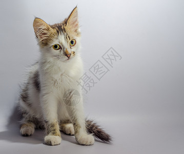 白黄眼斑小猫坐在浅色背景外观上背景图片