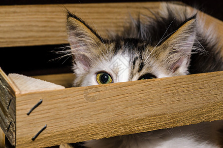 坏笑怪客白色和棕色毛绒小猫 从木包装箱里偷看出来背景