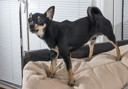 沙发上的小黑狗背景图片