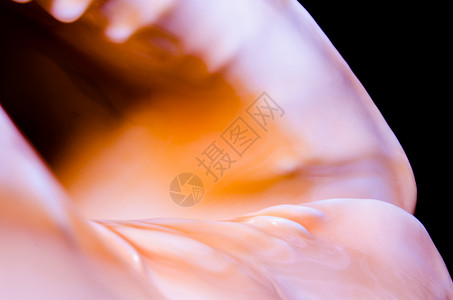 大型海洋贝壳的碎片 抽象纹理橙色背景图片