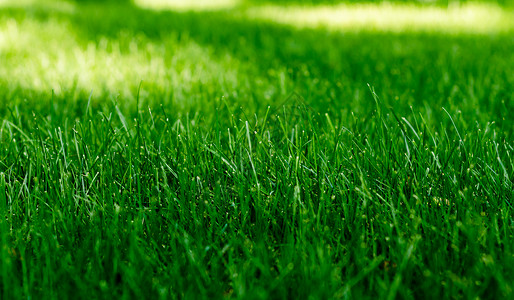 草坪上绿草的质地背景图片