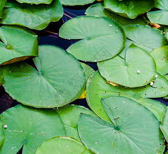 植物用水百合花在水中的大绿叶背景图片