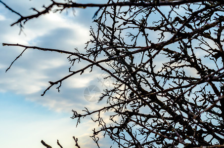 树枝的枝木 没有叶子 与有云的蓝天相对时间天空植物背景图片