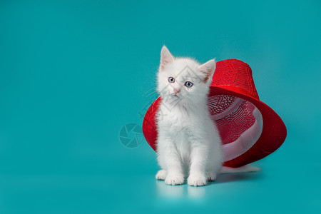红夏帽下的白毛小猫 在绿绿宝石背景的红色夏季帽子下凉帽猫科动物宠物肉桂色头饰红帽兴趣好奇心白色蓝眼睛背景图片