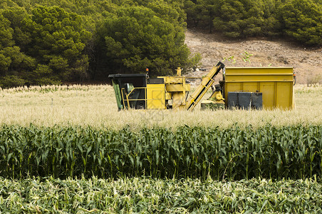 玉米收割机夏天土地高清图片