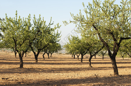 树果树种植园李属核桃树高清图片