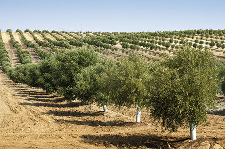 老橄榄树健康种植园高清图片