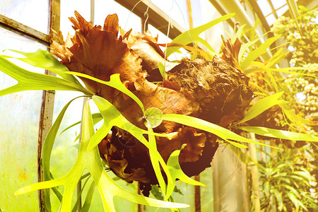 植物吊兰蜘蛛植物的自然背景院子衬套叶子环境生长吉祥花园草地植物群公园背景图片