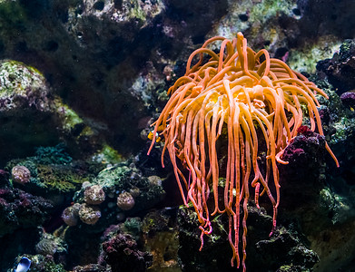 触手可及的紧闭橙色触角海葵 热带无脊无脊椎动物和海洋鲜花背景