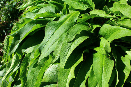 秋天的comfrey绿色植物树叶医疗药品生长花园自然医学叶子背景图片