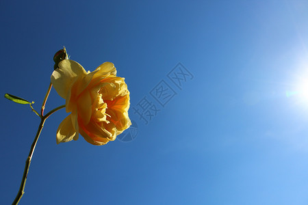玫瑰黄色蓝色户外的夏天高清图片