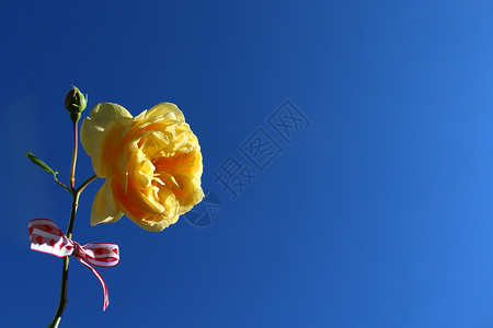 玫瑰黄色蓝色花卉背景明信片高清图片